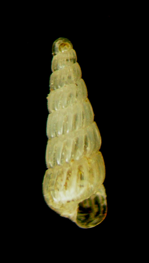 turbonilla 1